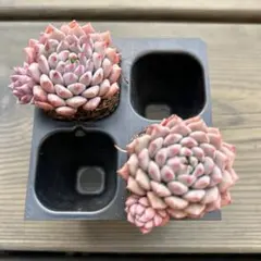 多肉植物　エケベリア　韓国苗　レア✨ クリッシーｎライアン 2苗抜き苗セット