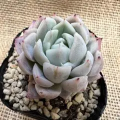 2026年最新】ザラゴーサの人気アイテム - メルカリ