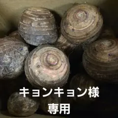 ○キョンキョン様専用ページです○