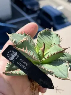 ジェレミー産 Hidden Agave ホリダ×(クリスティニー×ポタトラム