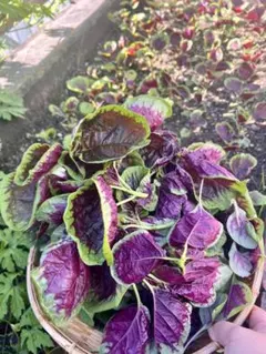 红苋菜 赤ヒユナ 苋菜　ヒユナ300gのサムネイル