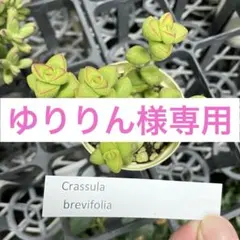 ゆりりん様専用