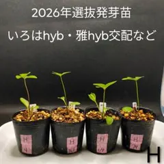2026葉月の発芽苗■南12■クリスマスローズ 抜き苗 園芸ネット本店｜NHK趣味の園芸12か月栽培ナビ クリスマスローズ の