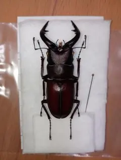 ウクライナ産 ヨーロッパミヤマクワガタ 標本 Lucanus cervus - メルカリ