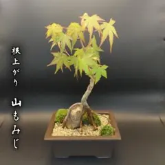 送料込☆山もみじ盆栽②☆根上がり☆風景盆栽☆父の日の贈り物にも