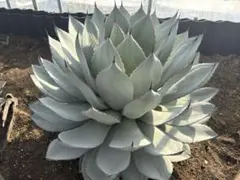 2025年最新】アガベ吉祥天の人気アイテム - メルカリ