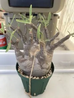 2025年最新】パキポディウムグラキリス 現地球の人気アイテム - メルカリ