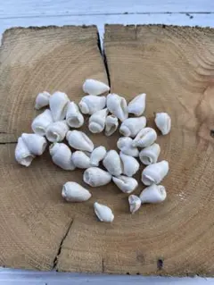 天然シェル　50g