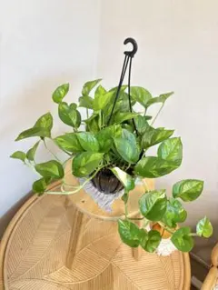アンスリウムと観葉植物の寄せ植え ガラス鉢 | Mercari