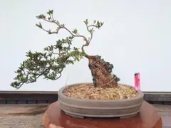 ⭐️値下げ⭐️皐月盆栽 満開 鉢植え 富士桜 - メルカリ