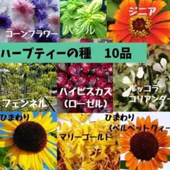 ハーブティー用　種セット 自然農のサムネイル