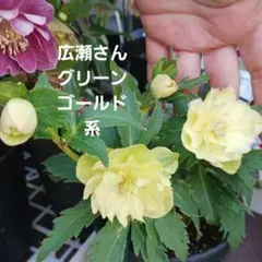 クリスマスローズ　開花株　蕾　広瀬園芸　ソレイユ系sd　株分株 クリスマスローズ 開花株 蕾 広瀬園芸 ソレイユ系sd 株分株 - メルカリ