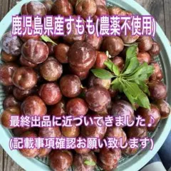 30 鹿児島県産すもも　3キロのサムネイル