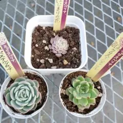 こゆき様 リクエスト 2点 まとめ商品