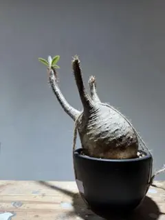 2026年最新】パキポディウム グラキリス 現地球の人気アイテム - メルカリ