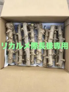 2026年最新】キャッサバ 苗の人気アイテム - メルカリ