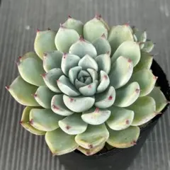 2025年最新】リンゼアナの人気アイテム - メルカリ