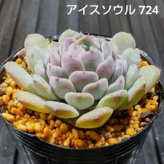 アイスソウル 724 エケベリア 多肉植物 抜き苗