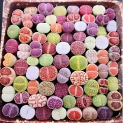 t*5様 多肉植物 リトープス 色の組み合わせ 20苗 1年の苗