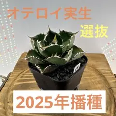 アガベ オテロイ 実生 2025播種 鉢植え発送 根鉢 33 選抜 - メルカリ