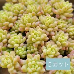 mi–co様 リクエスト 3点 まとめ商品