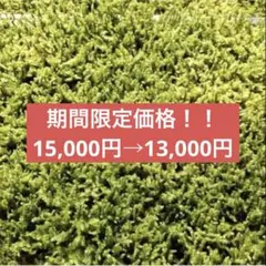 天然ハイゴケ　無農薬 大容量 約40×30cm テラリウム 苔　10枚 天然ハイゴケ 無農薬 大容量 約40×30cm テラリウム 苔 10枚 - メルカリ