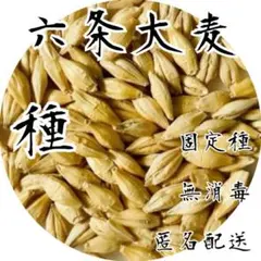 [수제 보리차 제조용] 로쿠죠 보리 (봄천둥) 씨앗 3.5g