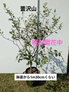 ニ*太様 フェイジョア ホワイトグース 挿し木苗 T*i様 フェイジョア ホワイトグース 挿し木苗 - メルカリ