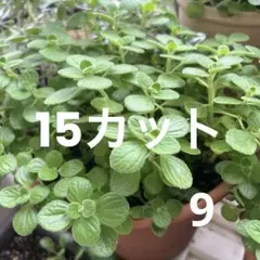 9.アロマティカス 観葉植物 多肉植物 カット苗 15カット