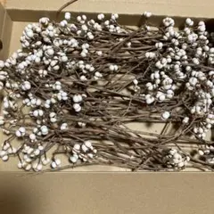 ナンキンハゼ ガーデニング