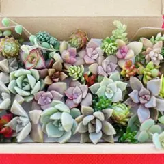 ①寄せ植えセット カット苗 詰め合わせ 多肉植物