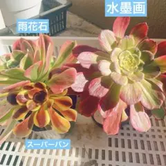 スーパーバン 多肉植物 法師錦　アエオニウム 3苗抜き苗 希少 高級苗