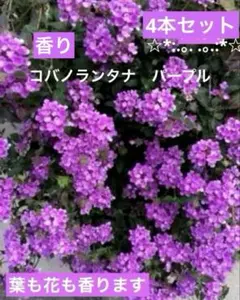ランタナロング苗　強香　バラ ゼラニウム　クレマチス好きな方のサムネイル