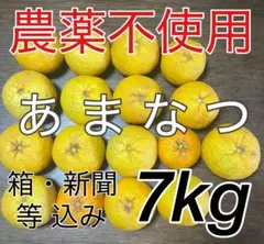 2026年最新】みかんの出品中の人気アイテム - メルカリ