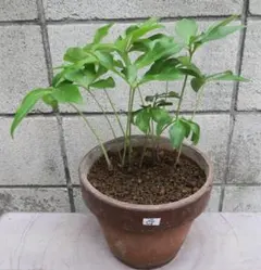 wave650様 リクエスト 3点 まとめ商品