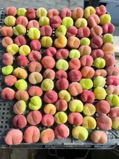 YukInÅ様 リクエスト 2点 まとめ商品