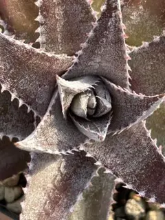 山採り 野生株 ディッキア Dyckia fosteriana Senges ④ 山採り 野生株 ディッキア Dyckia fosteriana Senges ④ - メルカリ