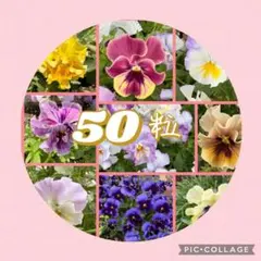 M01H】フリルパンジー＆フリルビオラの種 ボール咲き入り MIX 50粒