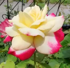 じゅん様 リクエスト 2点 まとめ商品