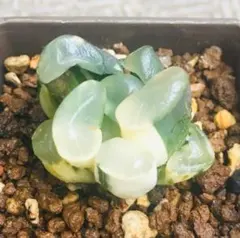 2025年最新】万象錦の人気アイテム - メルカリ