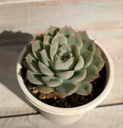 シムランスラグナサンチェス×月影の宵☆②☆実生苗☆交配苗☆多肉植物☆エケベリア