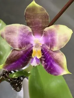 2026年最新】胡蝶蘭原種の人気アイテム - メルカリ