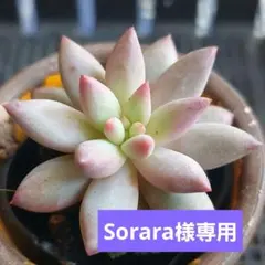 ❤️専用❤️✨メルカリ便✨❤️ラブリーローズ錦❤️        抜き苗⑤大特価セール♪ 2025年最新】ラブリーローズ錦の人気アイテム - メルカリ