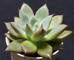 m*u様 サボテン相談室 ホリコロ 2025年最新】サボテン相談室の人気アイテム - メルカリ