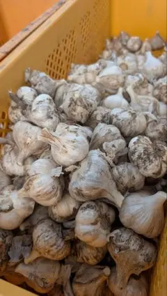 嘉定ニンニク900g 種球用 種用 割球済 自家採種 自然乾燥 - メルカリ