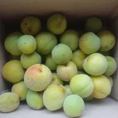 超超訳あり　梅　約1.8キロ　キズ　シミ　ホクロあり　秋田県産　ジャム用のサムネイル