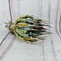 虹色！？ 野外採集品 ガダルカナル島産 ビクトリアトリバネアゲハ 原名亜種 虹色！？ 野外採集品 ガダルカナル島産 ビクトリアトリバネアゲハ 原名