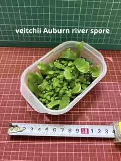 P.willinckii 月光爪哇 spore 1ケース ビカクシダ胞子培養 - メルカリ