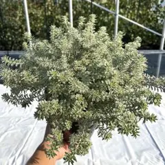 ぴのすけ様 リクエスト 2点 まとめ商品