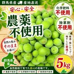 農薬不使用】青梅〜中熟梅 10Kg 梅酒 梅シロップ 梅干し ご注文後収穫 